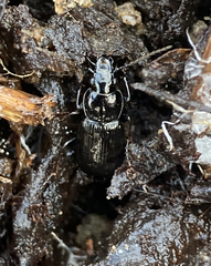 Pterostichus