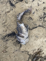 Myoxocephalus scorpius