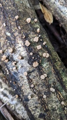 Porodisculus pendulus