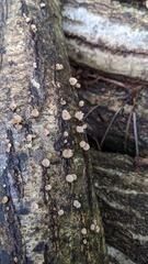 Porodisculus pendulus