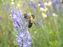 Megachile sculpturalis