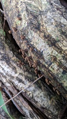 Porodisculus pendulus