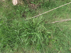 Paspalum dilatatum