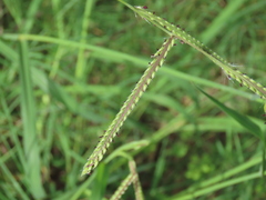 Paspalum dilatatum