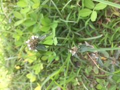 Leucas martinicensis