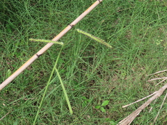 Paspalum dilatatum