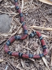 Erythrolamprus bizona