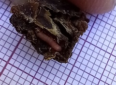 Ectomyelois ceratoniae