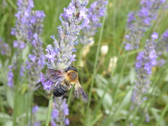 Megachile sculpturalis