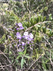 Duranta