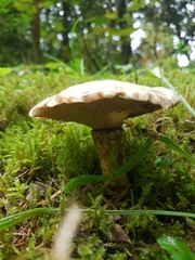 Suillus viscidus