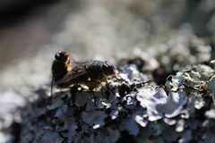 Calliphora hilli