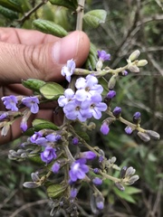 Duranta