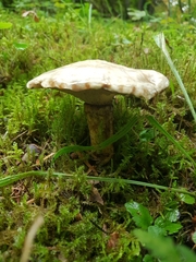Suillus viscidus