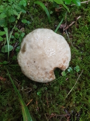 Suillus viscidus