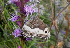 Hipparchia alcyone