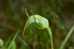 Pterostylis × ingens