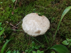 Suillus viscidus