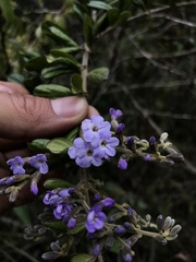 Duranta