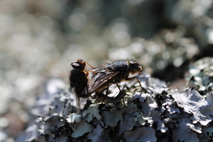 Calliphora hilli