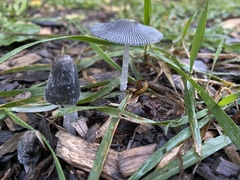 Coprinopsis radiata