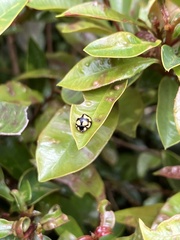 Phrynocaria gratiosa