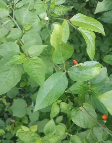 Image of Capsicum frutescens by (c) Andre Hosper, some rights reserved (CC BY)