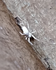 Uloborus