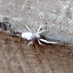Uloborus