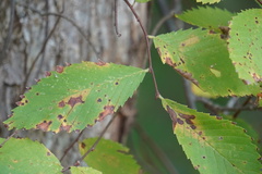 Ulmus