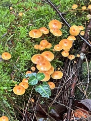 Xeromphalina cauticinalis