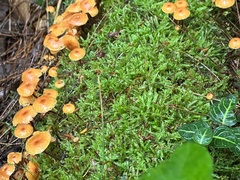 Xeromphalina cauticinalis