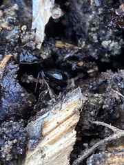 Pterostichus