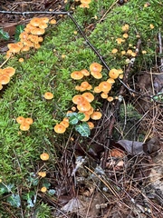 Xeromphalina cauticinalis