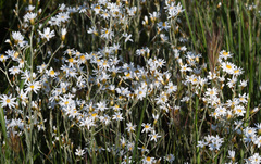 Rhodanthe corymbiflora
