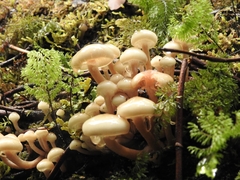 Armillaria mellea