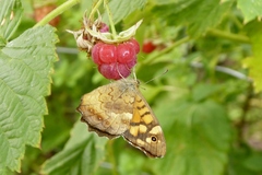 Pararge aegeria aegeria