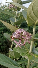 Calotropis gigantea