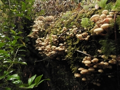 Armillaria mellea