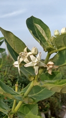 Calotropis gigantea