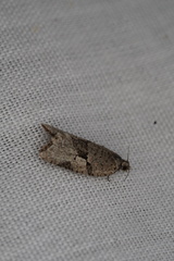 Meritastis