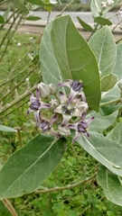 Calotropis gigantea
