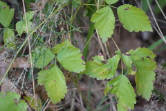 Rubus flagellaris