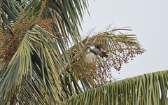 Andigena nigrirostris