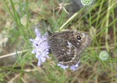 Satyrus actaea