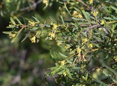 Pimelea microcephala