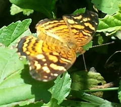 Anthanassa frisia