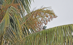 Andigena nigrirostris