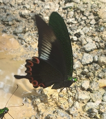 Papilio paris