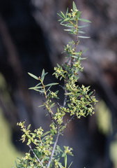 Pimelea microcephala